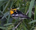 _B235619 blackburnian warbler